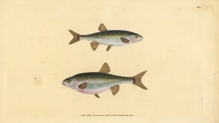 Eurasian minnow, Phoxinus phoxinus (Minow, Cyprinus phoxinus). Handcoloured copperplate drawn and engraved by Edward Donovan from his Natural History of British Fishes, Donovan and F.C. and J. Rivington, London
