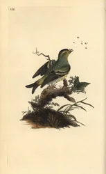 Eurasian Siskin, Carduelis spinus