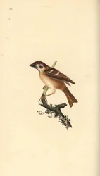 Eurasian Tree Sparrow