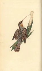 Eurasian wryneck, Jynx torquilla. Handcoloured copperplate drawn and engraved by Edward Donovan from his own Natural History of British Birds, London