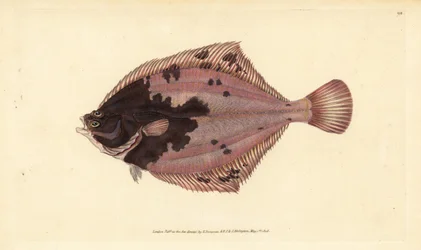 European Flounder, Handcoloured Copperplate by Edward Donovan from 
