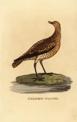 European golden plover