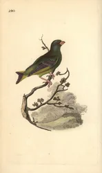 European Greenfinch, Carduelis chloris. Handcoloured copperplate drawn and engraved by Edward Donovan from his Natural History of British Birds, London
