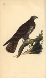 European honey buzzard, Pernis apivorus. Handcoloured copperplate from Natural History of British Birds, London