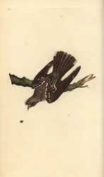 European nightjar, Caprimulgus europaeus. Handcoloured copperplate from Natural History of British Birds, London