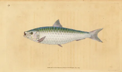 European pilchard, Sardina pilchardus