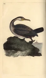 European shag, Phalacrocorax aristotelis. Handcoloured copperplate drawn and engraved by Edward Donovan from his own “Natural History of British Birds,” London
