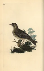 Field lark, Alauda minor (or Tree pipit, Anthus trivialis?)