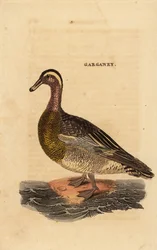 Garganey