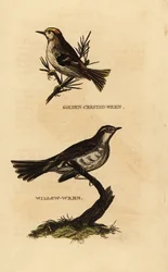 Goldcrest, Regulus regulus, and Willow Warbler, Phylloscopus trochilus