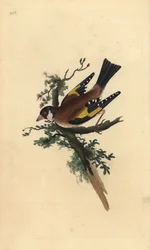 Goldfinch, Carduelis carduelis. Handcoloured copperplate from Natural History of British Birds, London