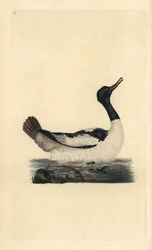 Goosander, Mergus merganser. Handcoloured copperplate drawn and engraved by Edward Donovan from his own Natural History of British Birds, London