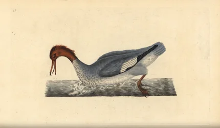 Goosander, Mergus merganser, Female. Handcoloured copperplate drawn and engraved by Edward Donovan from his Natural History of British Birds, London