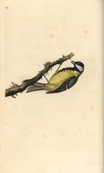 Great Tit, Parus major
