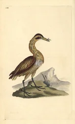 Great Bittern, Botaurus stellaris. Handcoloured copperplate from Natural History of British Birds, London
