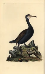 Great Cormorant, Phalacrocorax carbo. Handcoloured copperplate drawn and engraved by Edward Donovan from his Natural History of British Birds (1794-1819)