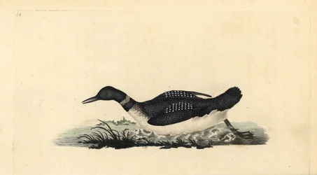 Great Northern Loon, Gavia immer
