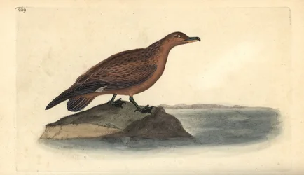 Great skua, Stercorarius skua