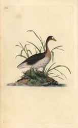 Greater White-fronted Goose, Anser albifrons. Handcoloured copperplate from Natural History of British Birds, London