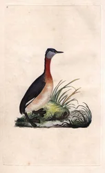 Grebe Cheerful, Podiceps grisegena