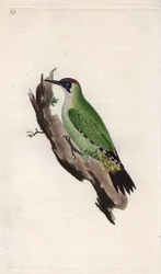 Green Woodpecker. Copper engraving by Edward Donovan from 