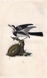 Grey Wagtail, Motacilla Alba. Copper Engraving by Edward Donovan, Published in 
