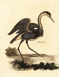 Grey Heron