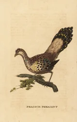 Grey Peacock-Pheasant, Polyplectron bicalcaratum