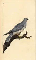 Hen Harrier, Circus Cyaneus. Handcoloured Copperplate Drawn and Engraved by Edward Donovan from His Own 