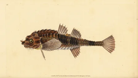 Hooknose, Agonus cataphractus (Pogge or Armed Bull-Head, Cottus cataphractus). Handcoloured Copperplate Drawn and Engraved by Edward Donovan from His Natural History of British Fishes, Donovan and F.C. and J. Rivington, London