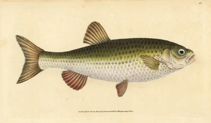 Ide, Leuciscus idus