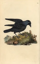 Jackdaw, Corvus monedula, with worm