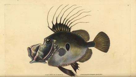 John Dory. Handcoloured copperplate by Edward Donovan from 