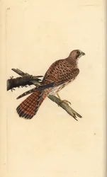 Kestrel, Falco tinnunculus, Female