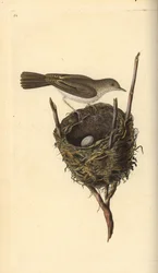 Lesser whitethroat, Sylvia communis, with nest and egg. Handcoloured copperplate from Natural History of British Birds, London