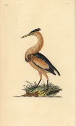 Little Bittern, Ixobrychus minutus. Handcoloured copperplate from Natural History of British Birds, London