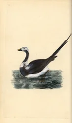 Long-tailed duck, Clangula hyemalis. Vulnerable