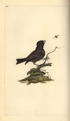 Marsh Tit, Poecile palustris. Handcoloured copperplate from Natural History of British Birds, London