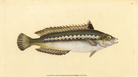 Mediterranean rainbow wrasse, Coris julis