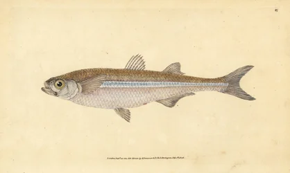 Mediterranean Sand Smelt or European Atherine, Atherina hepsetus. Handcoloured Copperplate Drawn and Engraved by Edward Donovan from His Natural History of British Fishes, Donovan and F.C. and J. Rivington, London