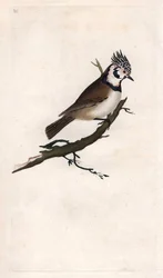 Crested Tit, Lopophanes cristatus cristatus (Parus cristatus). Copper engraving from Histoire naturelle des oiseaux britanniques, London