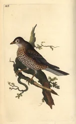 Mistle Thrush, Turdus viscivorus