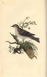 Orphean warbler, Sylvia hydrtensis, or greater pettychaps. Handcoloured copperplate from Natural History of British Birds, London