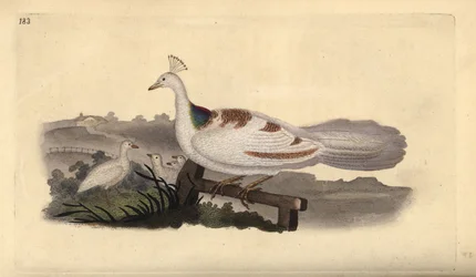 Peafowl Foot, Pavo cristatus, Female with Young