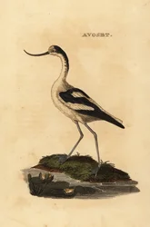 Pied Avocet