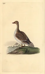Pintail, Anas acuta, female