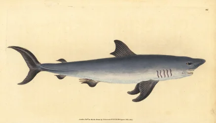 Porbeagle Shark