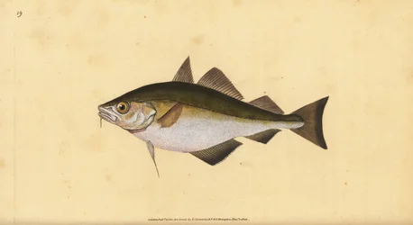 Pouting, Trisopterus Luscus. Handcoloured Copperplate Drawn and Engraved by Edward Donovan from His Natural History of British Fishes