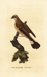 Red-backed shrike