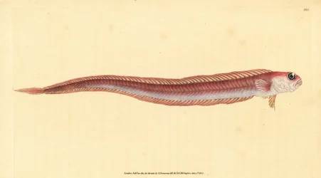 Red bandfish, Cepola macrophthalma